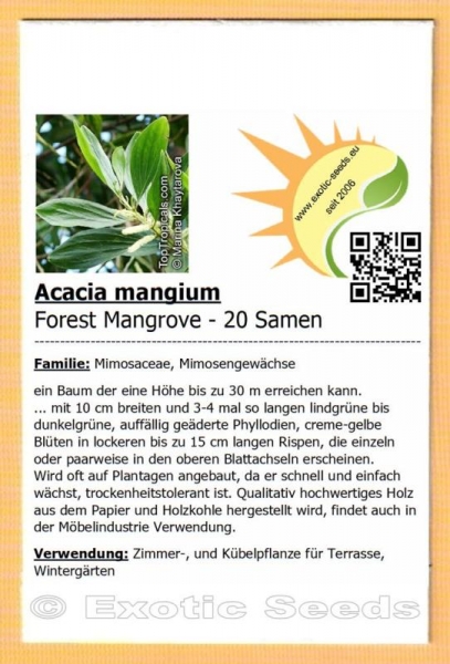 Acacia mangium, Forest Mangrove, Silk Leaf Acacia, 20 Samen
